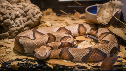 Photo of a snake taken at Reptile Gardens. Rapid City, South Dakota / United States- 07/2018