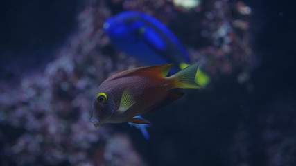 Blue violet fish swimming inside the aquarium.