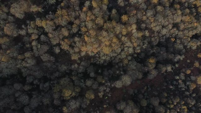 Oak forest (Bosque de Robles), Remendon forest, Guriezo Municpality, Cantabria, Spain, Europe
