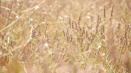 Fototapeta premium Lavender flowers. Provence, France.