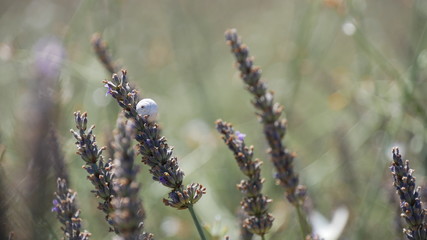 White snail on lavender flowers. Provence, France.