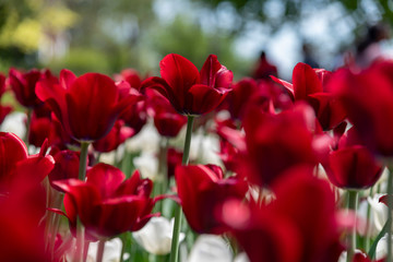 Red tulips