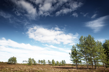 Stoborough Heath landscape image
