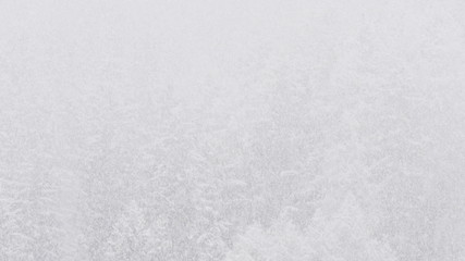 White winter trees 