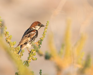 Spanish sparrow perched on a branch at golden hour before sunset