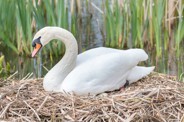 Lady Swan sitting in a nest protecting her eggs