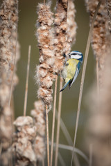 Blue tit perched on reeds feeding on seeds
