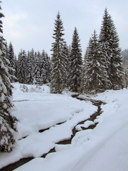 Winter Fairy Glade at Poiana Zanelor, ROMANIA, BISTRITA,2007