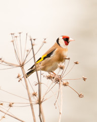 Profile of a Goldfinch in evening light perched on a dry dill plant with a simple, clean bright background
