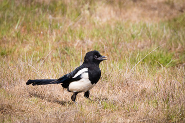 Magpie standing on ground in dry brown grass with beak open