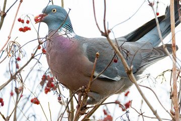 Wood Pigeon perched on a tree with red berry in beak