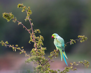 Portrait of a green ring-necked parakeet perched on a tree branch