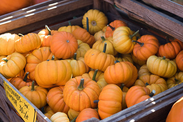 pumpkins for sale at farmers market