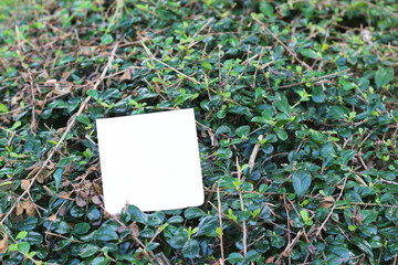 torn paper on grass background with copy space for text