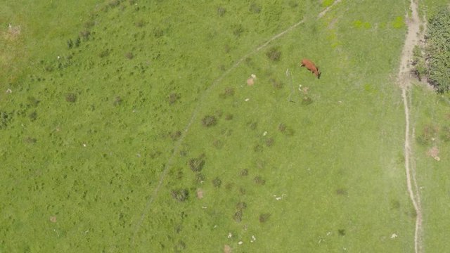 Aerial reveal from cows grazing in meadow to beautiful white clay Rangitikei cliffs, New Zealand.