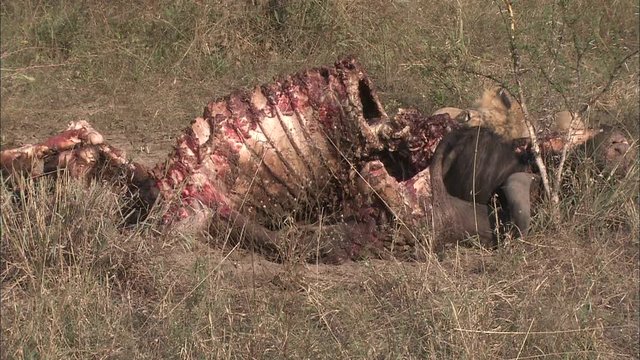 A young adolescent Lion (Panthera leo) eating, biting, chewing at a Wildebeest, Gnu carcass, fresh kill, in the African bushveld, dry winter grass. Lion Behaviour, South Africa 