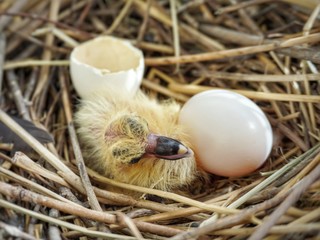 New born bird and eggs in the nest