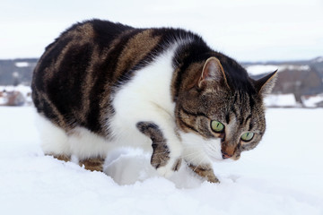 Eine Katze auf der Mäusejagd im Winter. Eine Katze gräbt im Schnee nach Mäusen