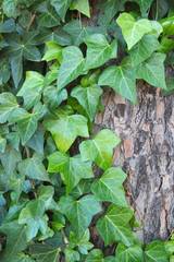 Some branches of the ivy caught in the trunk of a tree
