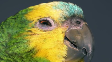 Baby amazon parrot 