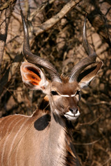  Greater Kudu antelope displaying horns