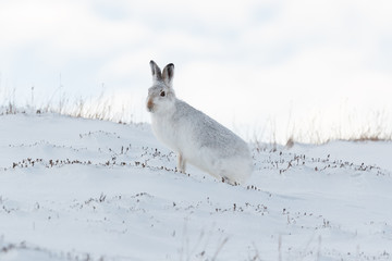 Mountain hare  in the snow.
