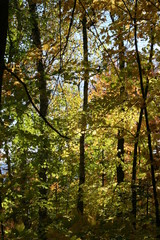 Part of a forest in autumn in Quebec, Canada