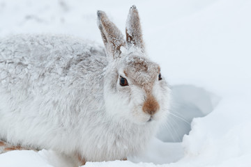 Mountain hare  in the snow.