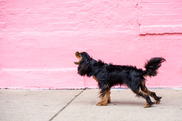 Cute black and tan Cavalier King Charles Spaniel dog barking on a city sidewalk, with a pink brick...