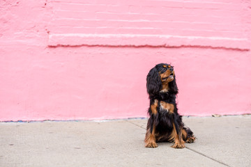 Adorable Cavalier King Charles Spaniel sitting off leash in front of a pink brick wall, in the city, on a sunny day.