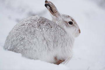 Mountain hare  in the snow.