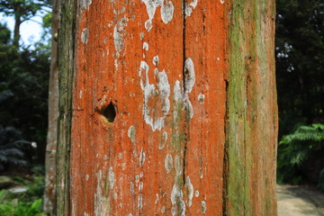 Tronc d'arbre fossile