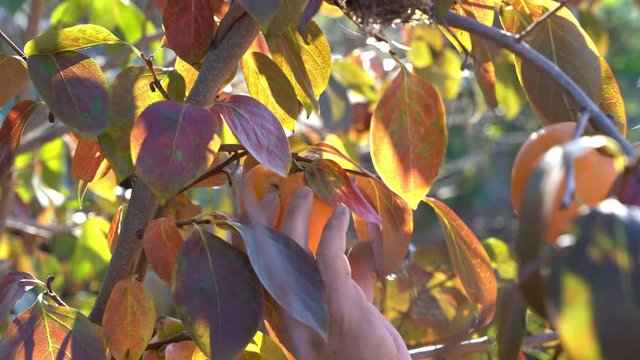 4K clip, hand of a man that is picking  a khaki from a tree