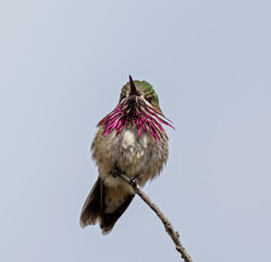 Calliope Hummingbird