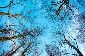 tree branches without leaves against a blue sky