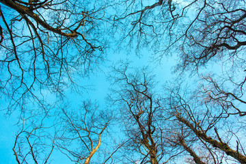 tree branches without leaves against a blue sky