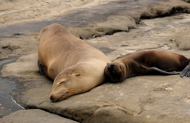 Obraz premium Sea Lions Sun Bathing 