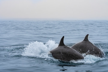 Delfines