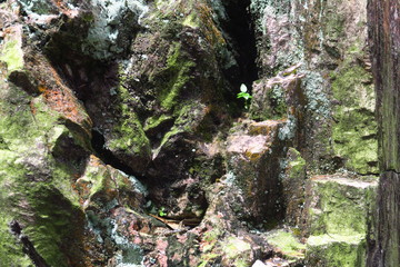 Rocher et plante