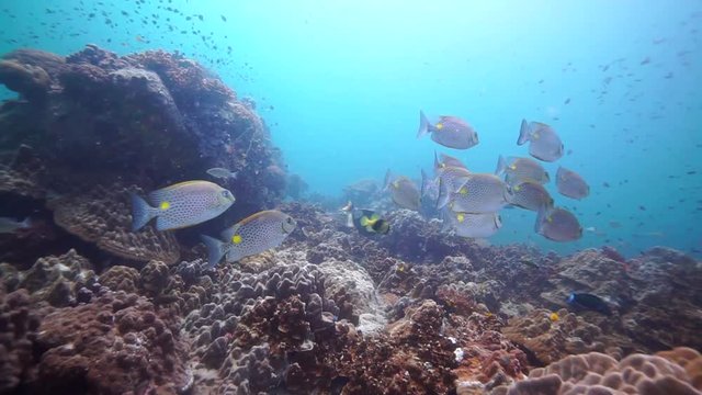 Small but beautiful school of Rabbit fish swimming around the coral reef in crystal blue water.