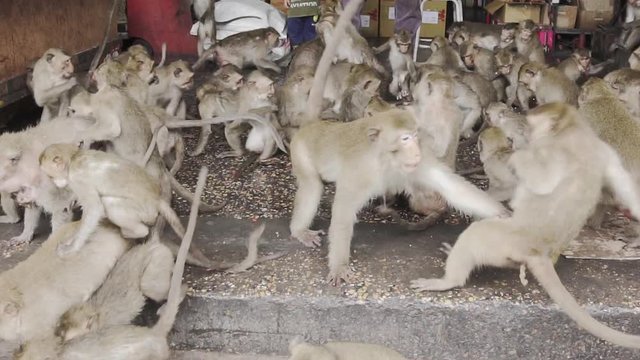 Lots of monkeys in a shop fighting over food in Lopburii Northern Thailand