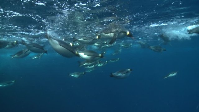 Emperor penguins (Aptenodytes forsteri) swimming at surface looking into the depths and diving, with bubble trails, underwater, Cape Washington, Antarctica