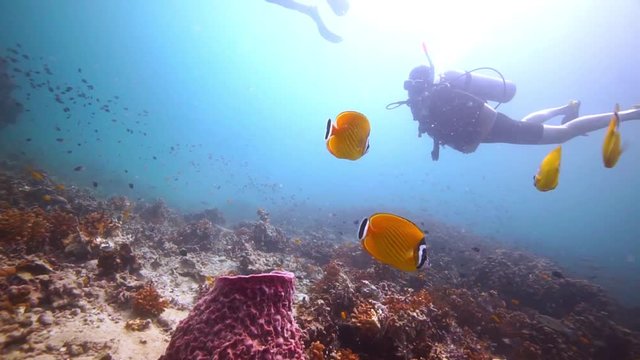 Amazing group of Yellow Butterfly fish followed by a group of divers.