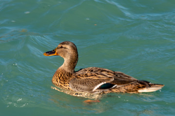 Duck