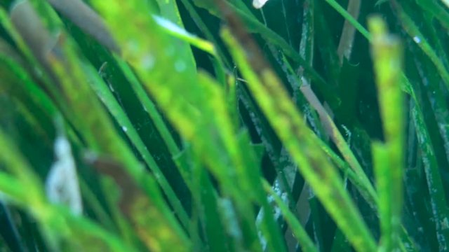Underwater grass, green seaweed