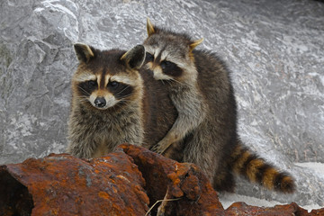 Racoons at St Andrews State Park
