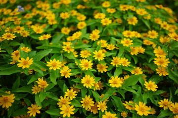 メランポジューム