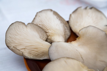 Oyster mushroom,