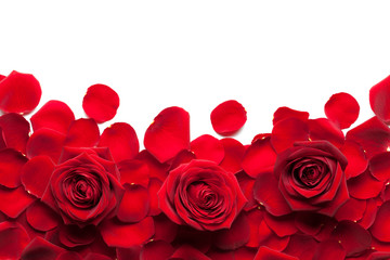 Rosen rot mit Rosenblättern isoliert auf weißem Hintergrund