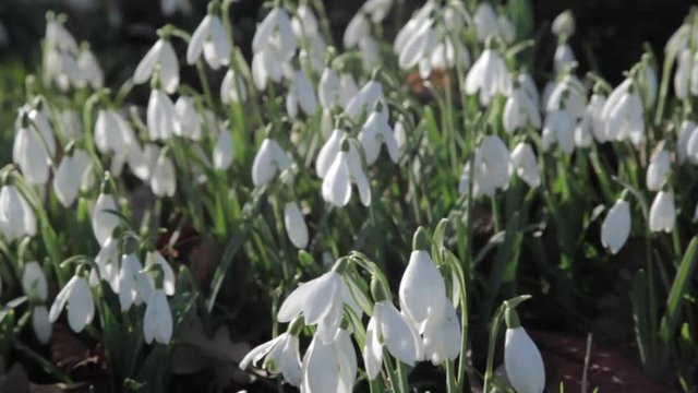 Snowdrops at Baslow, Derbyshire, England, Uk, Europe 